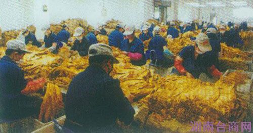 ��Ҷ��ѡ�ֳ�