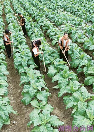 �������̻��ص�Ԫ����ũ�������������淶Ҫ�����������