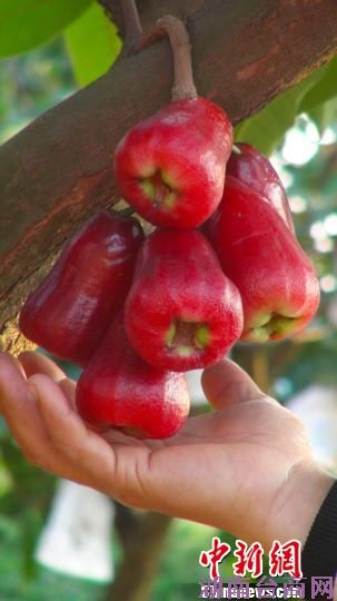 台湾专家目标:莲雾产业链带动大陆农民脱贫致富