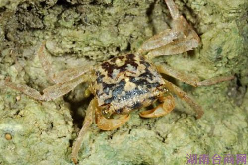 ̨��㴺�뵺��������½з��ͼ��