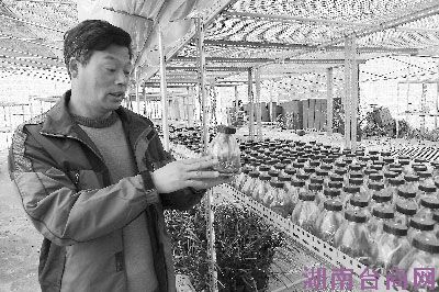 ̨��Ͷ��������������ũҵ����(ͼ)