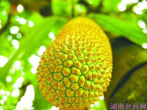 ����ͼ ����