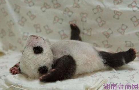 ����è��Բ�С�APP��������1���������