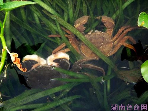 台湾苗栗县大闸蟹质量超预期有望“反攻大陆”