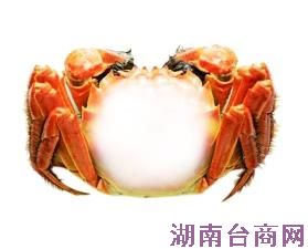 高温致螃蟹“中暑”减产大闸蟹价格或涨两成