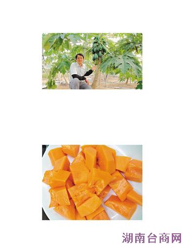 ľ����Ʒ�֡��ȱ���������ʻ�ɫէ����â��