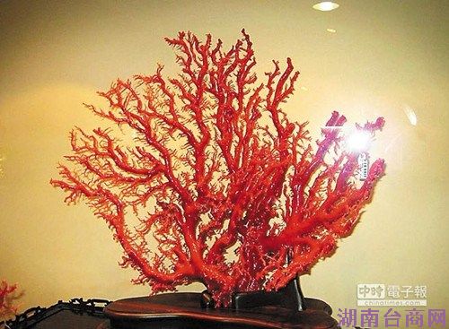 台湾红珊瑚将在内蒙展出预估带来10亿营业额