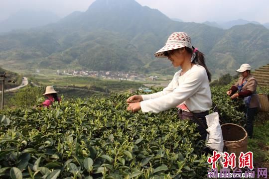 湖南莽山茶叶携百万订单进入台湾市场