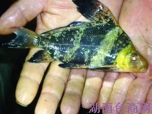 ����Ϊ��Ů�ܳ��Ͻ��ʷǷ����̱����� ϵ��������