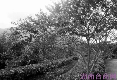 紫薇花盛开的岳山茶场一角。