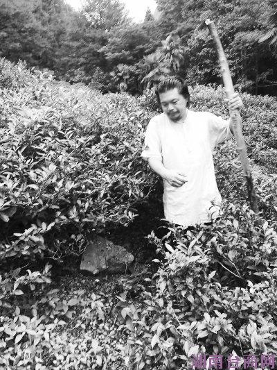 自然农法替代施肥一个台湾茶人的茶山保育计划