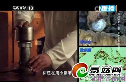 极草5x滥用联合国标识被曝光 极草5x滥用联合国标识被曝光