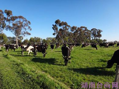 光明乳业全球化战略再落子:澳洲优质纯牛奶进入中国市场 光明乳业全球化战略再落子:澳洲优质纯牛奶进入中国市场