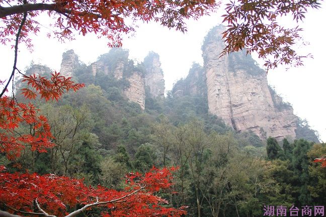 台航直飞张家界赏美景 秋冬旅游产品受欢迎 台航直飞张家界赏美景 秋冬旅游产品受欢迎