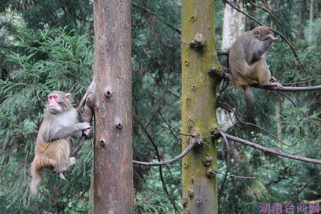 台航直飞张家界赏美景 秋冬旅游产品受欢迎 台航直飞张家界赏美景 秋冬旅游产品受欢迎