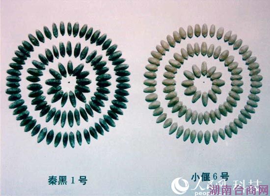 ����С���ɫ���������� �����غ����ӽ���ݮ