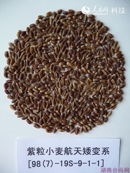 ����С���ɫ���������� �����غ����ӽ���ݮ