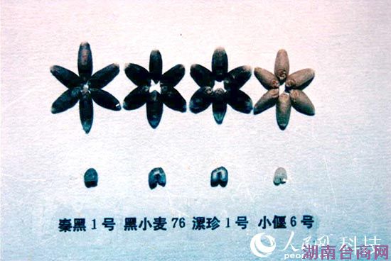 ����С���ɫ���������� �����غ����ӽ���ݮ