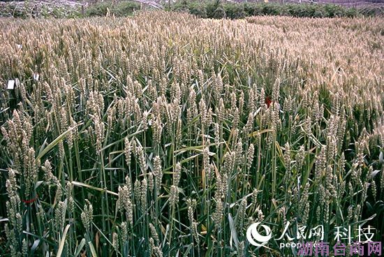 ����С���ɫ���������� �����غ����ӽ���ݮ