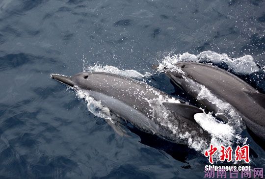 台湾写真:太平洋上追逐鲸豚的太鲁阁男子