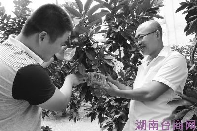 嫁接台农创意福建琯溪蜜柚变身“金元宝”