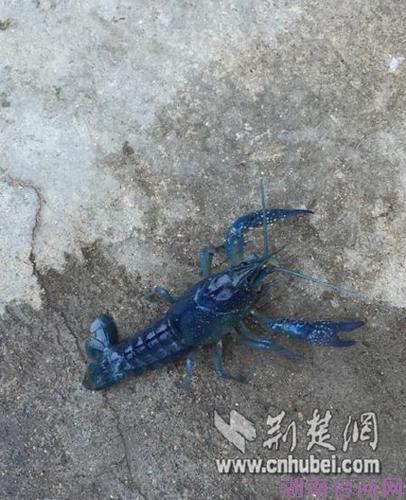 ԭ���⣺����������С��Ϻ ר�ң�����Ⱦ���쵼��